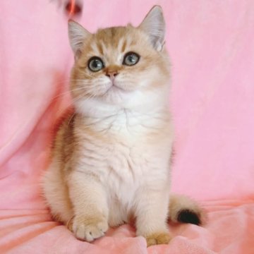 ブリティッシュショートヘア【兵庫県・男の子・2025年5月7日・ゴールデン】の写真「人気のゴールデンです」