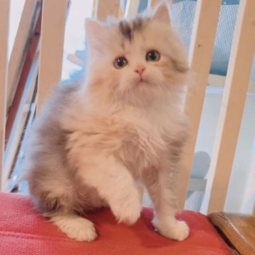 ミヌエット(長足)【兵庫県・女の子・2025年10月10日・シルバーパッチドタビー&ホワイト】の写真「綺麗な毛色です。甘えん坊です！」