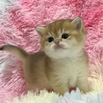 ブリティッシュショートヘア【兵庫県・女の子・2025年3月10日・ゴールデン】の写真「最高の血統❣️優しい性格の両親の子です。」