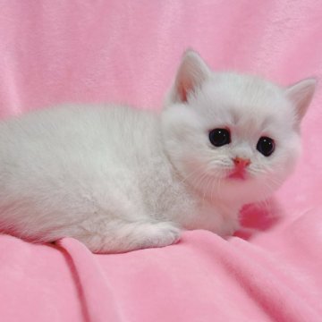 マンチカン(短足)【兵庫県・男の子・2025年4月29日・シルバーポイント】の写真「まんまるお顔にブルーのお目々🩵」