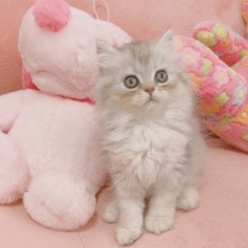 ブリティッシュロングヘア【兵庫県・男の子・2025年3月17日・シルバーマッカレルタビー】の写真「可愛いブリティッシュロングヘア」