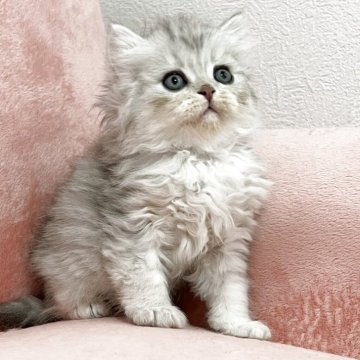 ブリティッシュショートヘア【兵庫県・男の子・2025年3月17日・シルバーマッカレルタビー】の写真「可愛いブリティッシュロングヘア」