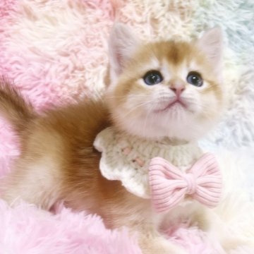 ブリティッシュショートヘア【兵庫県・男の子・2025年3月21日・ゴールデン】の写真「ジャンボサイズのママから生まれました」