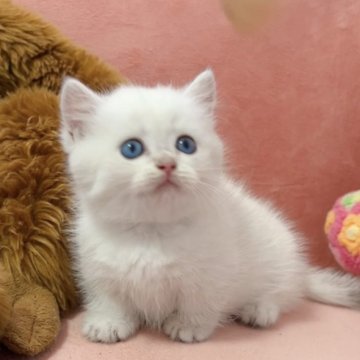 マンチカン(短足)【兵庫県・男の子・2025年7月3日・ゴールデンポイント】の写真「青いお目々のゴールデンポイントの男の子❤️」