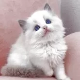 ラグドール【兵庫県・女の子・2025年3月14日・ブルーポイントバイカラー】の写真1