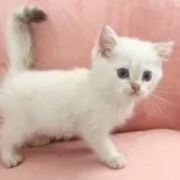 ブリティッシュショートヘア