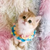 ブリティッシュショートヘア