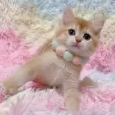ブリティッシュショートヘア