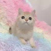 マンチカン(長足)