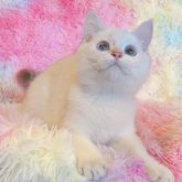 ブリティッシュショートヘア