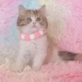 ミヌエット(長足)