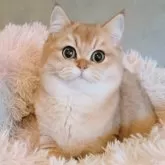 ブリティッシュショートヘア