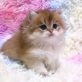 ブリティッシュロングヘア