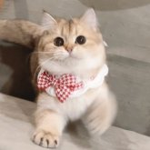 ブリティッシュショートヘア