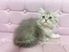 ミヌエット(長足)【兵庫県・女の子・2025年8月11日・ブルーマッカレルタビー】の写真2