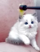 ラグドール【兵庫県・女の子・2025年3月14日・ブルーポイントバイカラー】の写真2