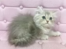 ミヌエット(長足)【兵庫県・女の子・2025年8月11日・ブルーマッカレルタビー】の写真3