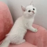 ブリティッシュショートヘア【兵庫県・男の子・2025年5月7日・ゴールデンポイント】の写真3