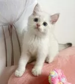 ブリティッシュショートヘア【兵庫県・男の子・2025年5月7日・ゴールデンポイント】の写真5