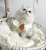 ブリティッシュショートヘア【兵庫県・男の子・2024年10月23日・シェーデッドシルバー】の写真6