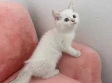 ブリティッシュショートヘア【兵庫県・男の子・2025年5月7日・ゴールデンポイント】の写真6