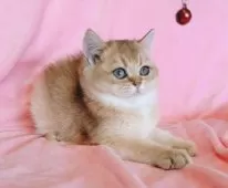 ブリティッシュショートヘア【兵庫県・男の子・2025年8月8日・ゴールデン】の写真9