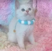 ブリティッシュショートヘア【兵庫県・男の子・2025年5月7日・ゴールデンポイント】の写真9