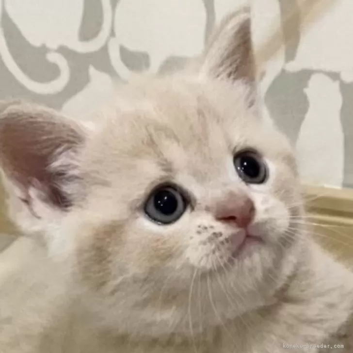 ID:2405-03903の子猫