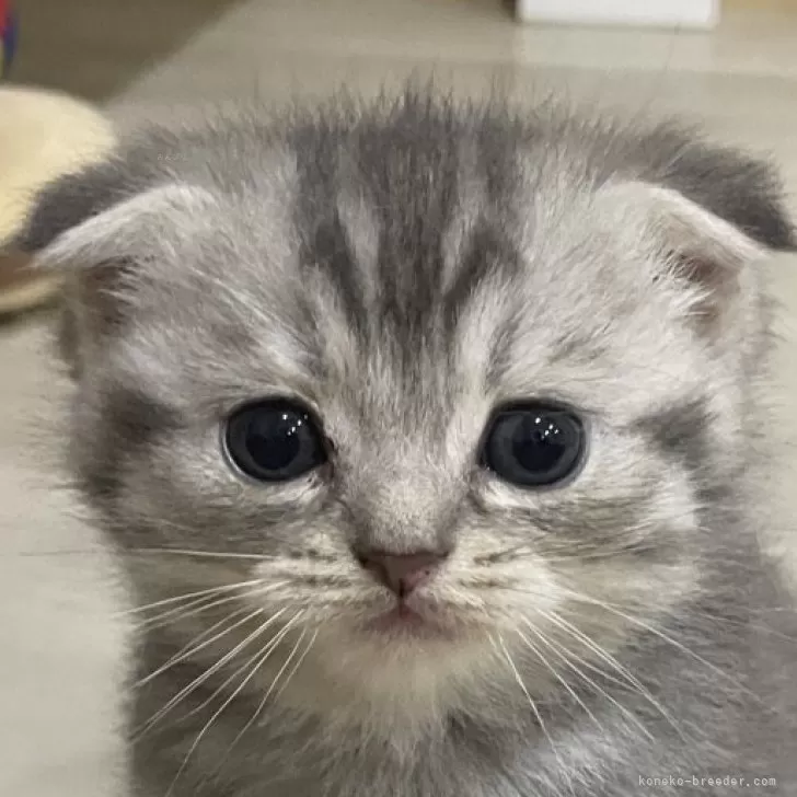 ID：2412-00442の子猫