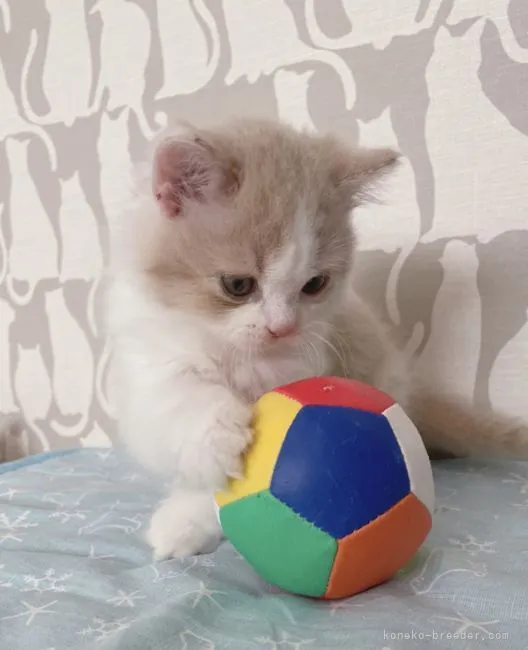 みむ 様のお迎えした子猫