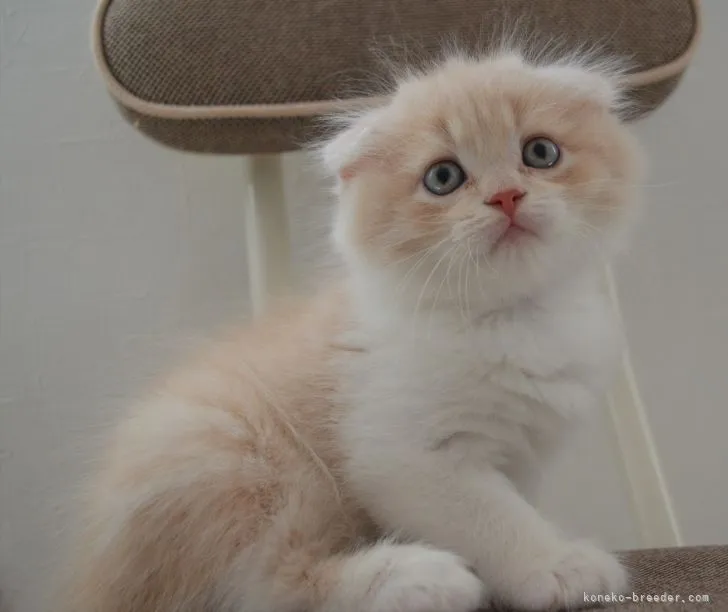 ID:2205-01470の子猫