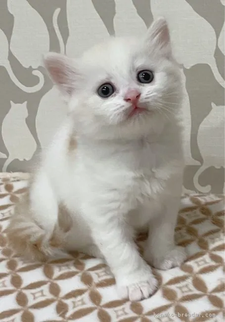 ID:2203-00381の子猫