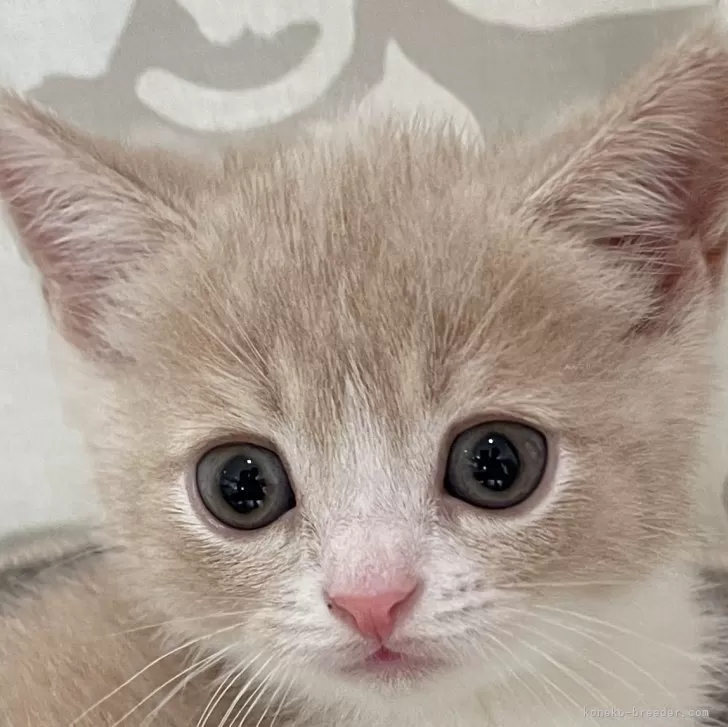 ID:2407-02300の子猫