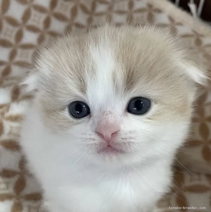 ID:2401-01254の子猫