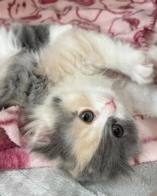 ID:2112-02228の子猫