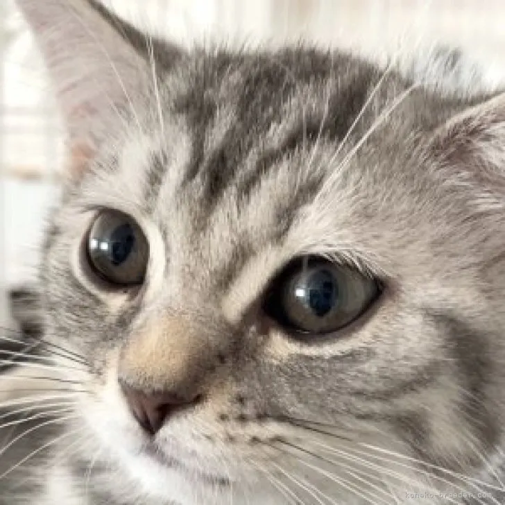 ID：2306-01419の子猫