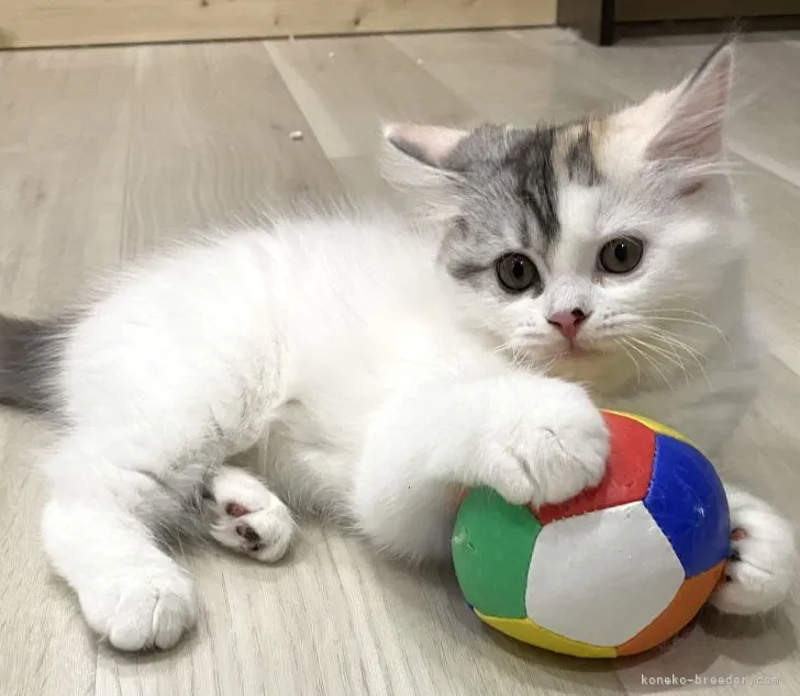 ID：2203-00385の子猫