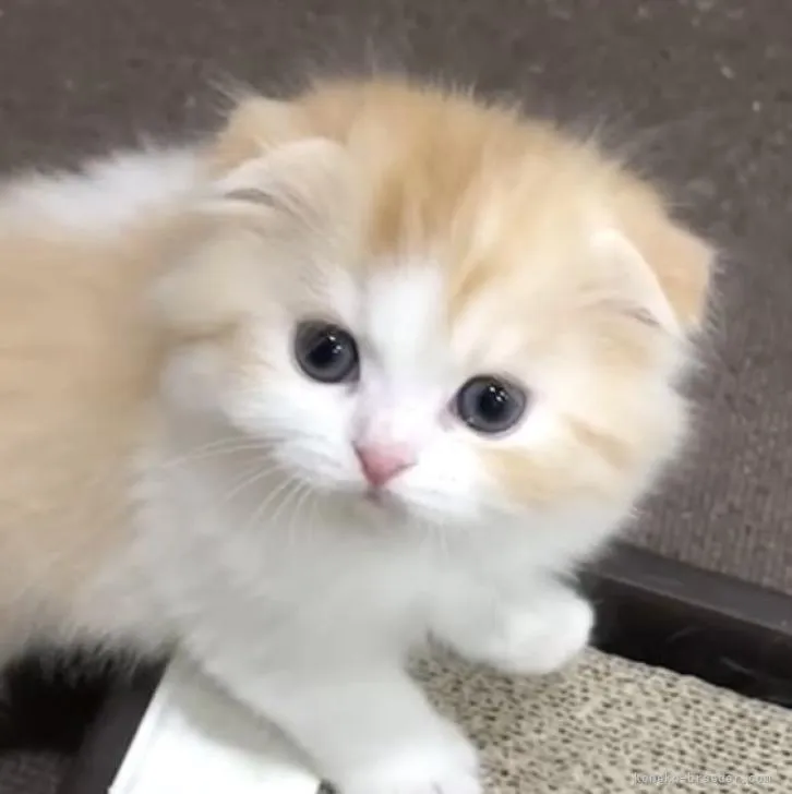 アフロ 様のお迎えした子猫
