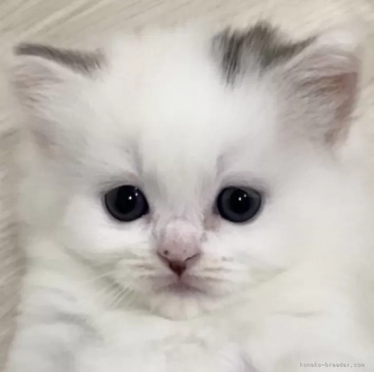 ID：2405-03413の子猫