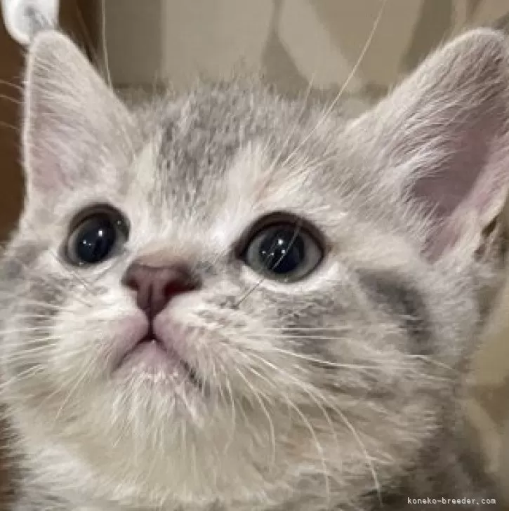 ID：2410-03128の子猫