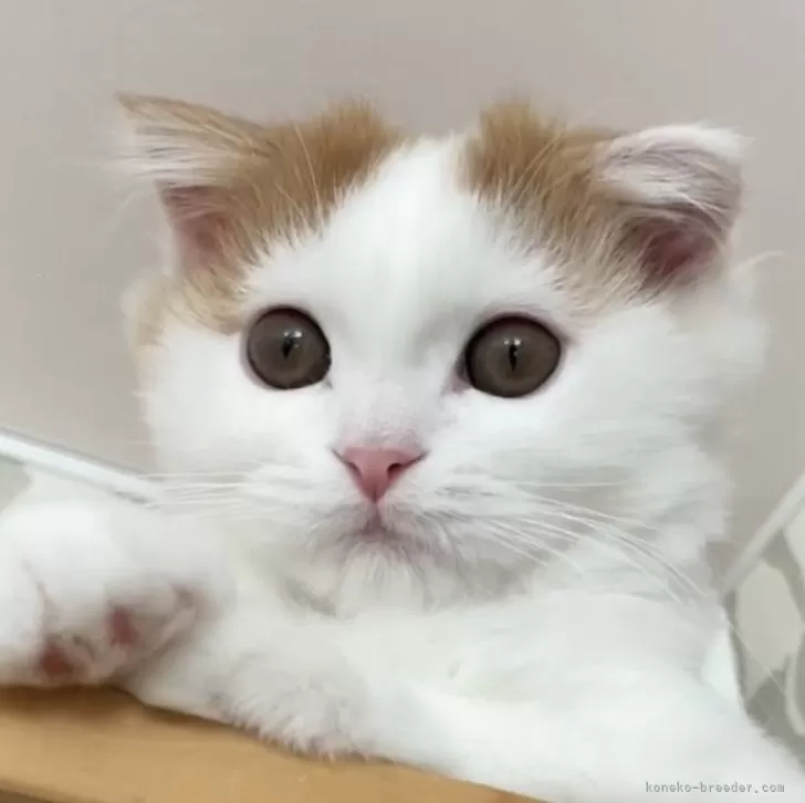 ID：2403-01066の子猫