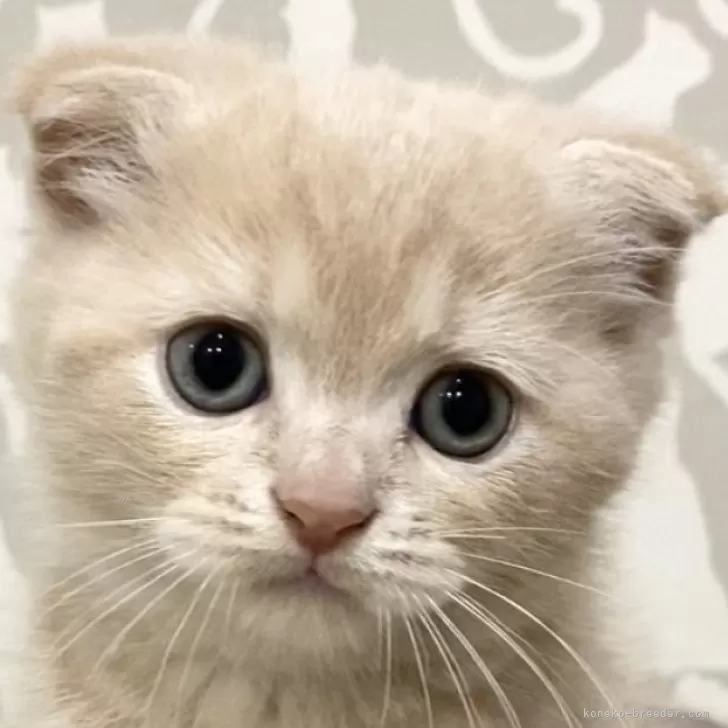 ID:2406-00420の子猫