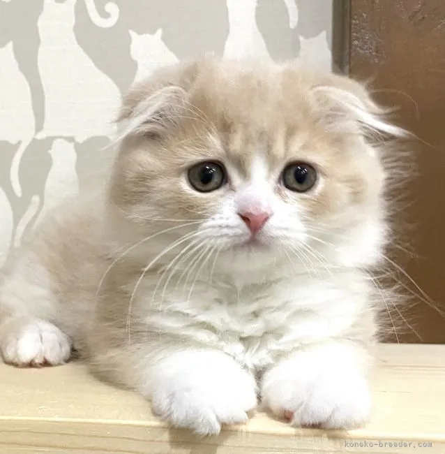 ショウヘイ 様のお迎えした子猫