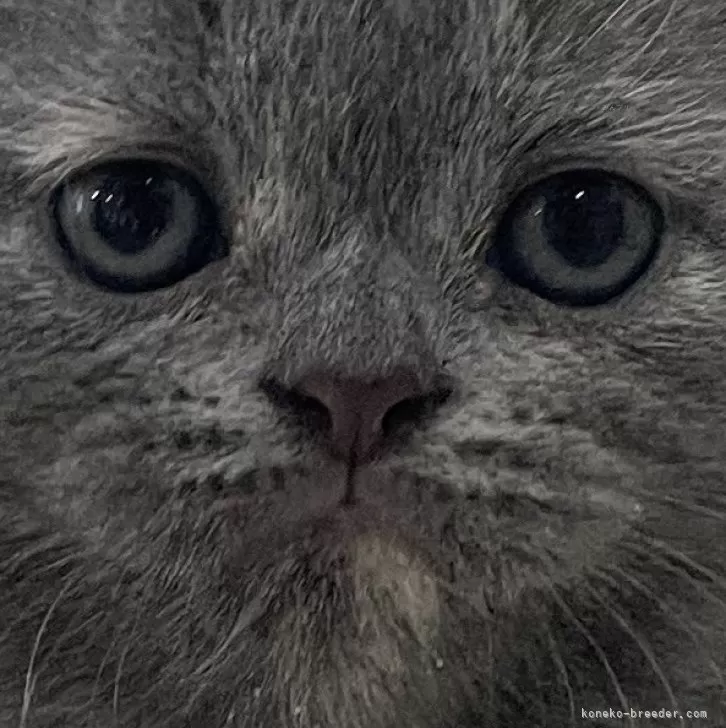 ID:2411-00080の子猫