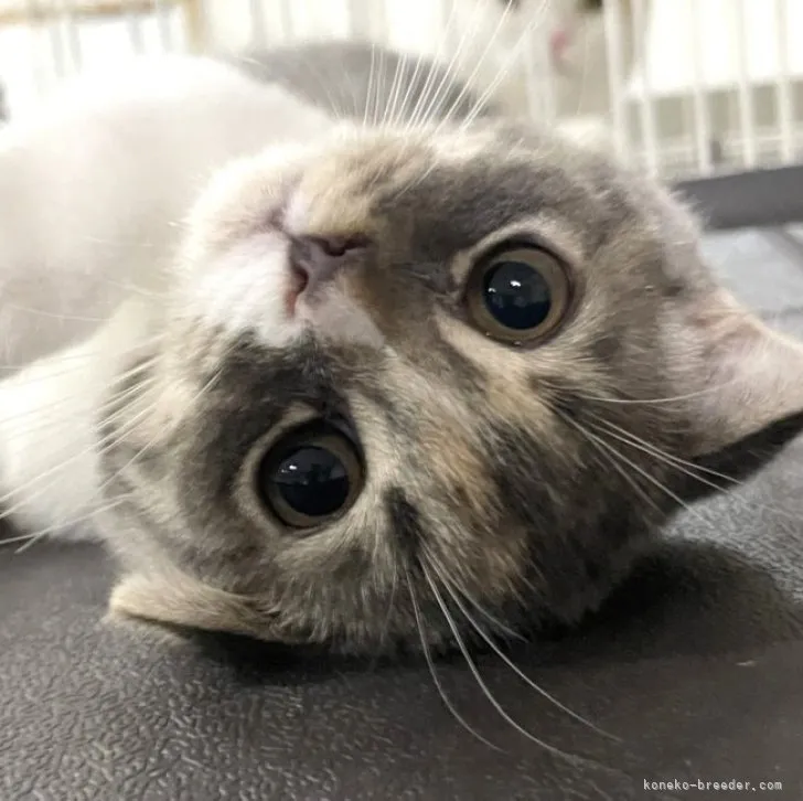 ID：2305-02050の子猫