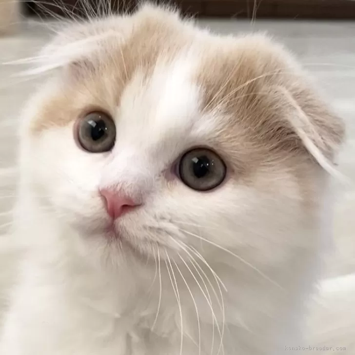 ID：2407-03200の子猫