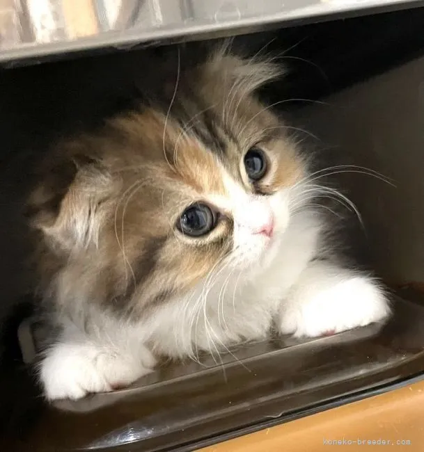 S 様のお迎えした子猫