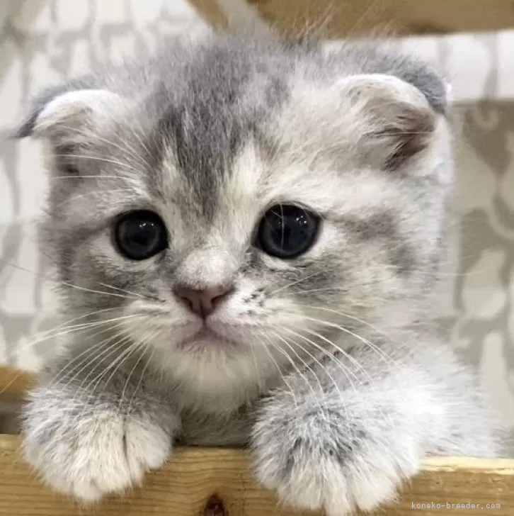 R.H 様のお迎えした子猫