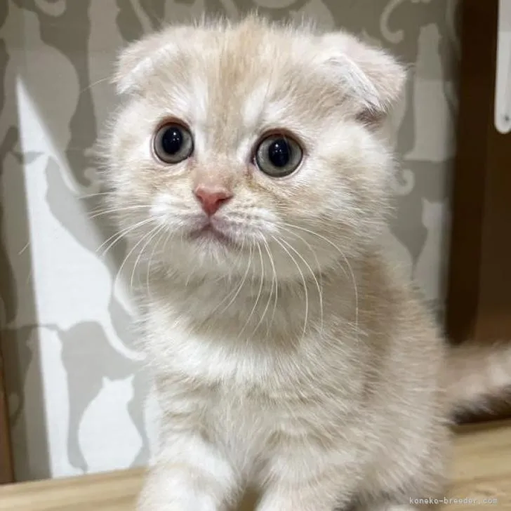 ID:2301-00671の子猫