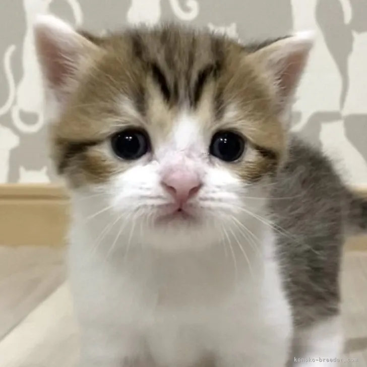 ID：2308-03234の子猫